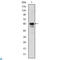RUNX Family Transcription Factor 1 antibody, LS-C813574, Lifespan Biosciences, Western Blot image 