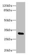 Testis Specific 13 antibody, CSB-PA842737LA01HU, Cusabio, Western Blot image 