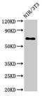Zinc Finger MYND-Type Containing 11 antibody, LS-C680077, Lifespan Biosciences, Western Blot image 