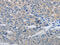 Matrix Metallopeptidase 8 antibody, CSB-PA670355, Cusabio, Immunohistochemistry frozen image 