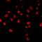 H2.0 Like Homeobox antibody, LS-C667845, Lifespan Biosciences, Immunofluorescence image 