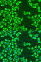 Leucine Rich Pentatricopeptide Repeat Containing antibody, 19-047, ProSci, Immunofluorescence image 