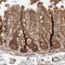 Endoplasmic Reticulum To Nucleus Signaling 1 antibody, HPA027730, Atlas Antibodies, Immunohistochemistry frozen image 