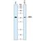 MYC-induced nuclear antigen antibody, MAB7266, R&D Systems, Western Blot image 