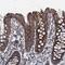 GTP Binding Protein 3, Mitochondrial antibody, PA5-59895, Invitrogen Antibodies, Immunohistochemistry frozen image 