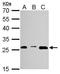 Proteasome Subunit Alpha 3 antibody, TA308481, Origene, Western Blot image 