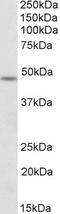 Gamma-Aminobutyric Acid Type A Receptor Gamma2 Subunit antibody, 42-570, ProSci, Western Blot image 