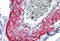 Myocilin antibody, MBS245617, MyBioSource, Immunohistochemistry frozen image 