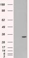 Origin Recognition Complex Subunit 6 antibody, STJ70028, St John