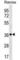 Mitochondrial Ribosomal Protein L19 antibody, abx030918, Abbexa, Western Blot image 