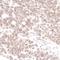 DEAH-Box Helicase 8 antibody, NB100-1713, Novus Biologicals, Immunohistochemistry paraffin image 