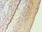 GATA Binding Protein 2 antibody, LS-C377249, Lifespan Biosciences, Immunohistochemistry frozen image 