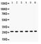 Eukaryotic Translation Initiation Factor 6 antibody, PA5-79197, Invitrogen Antibodies, Western Blot image 