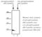 Crystallin Alpha B antibody, ADI-SPA-225-E, Enzo Life Sciences, Western Blot image 