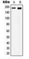 Ras GTPase-activating-like protein IQGAP3 antibody, LS-C353620, Lifespan Biosciences, Western Blot image 