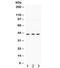 Mitogen-Activated Protein Kinase 13 antibody, R31807, NSJ Bioreagents, Western Blot image 