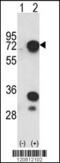 Heterogeneous Nuclear Ribonucleoprotein L antibody, 61-620, ProSci, Western Blot image 