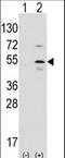 Pancreas Associated Transcription Factor 1a antibody, LS-B10699, Lifespan Biosciences, Western Blot image 