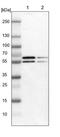 Synaptotagmin 12 antibody, NBP1-87001, Novus Biologicals, Western Blot image 