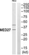 Mediator Complex Subunit 27 antibody, PA5-39566, Invitrogen Antibodies, Western Blot image 