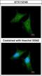 Coatomer Protein Complex Subunit Beta 1 antibody, GTX112140, GeneTex, Immunofluorescence image 