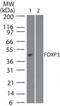 FOXP3 antibody, MA5-16222, Invitrogen Antibodies, Western Blot image 