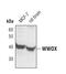 WW Domain Containing Oxidoreductase antibody, PA5-17237, Invitrogen Antibodies, Western Blot image 