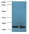 Chromosome 7 Open Reading Frame 50 antibody, LS-C372063, Lifespan Biosciences, Western Blot image 