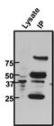 CAMP Responsive Element Binding Protein 1 antibody, MA1-083, Invitrogen Antibodies, Immunoprecipitation image 