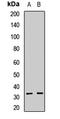 Regucalcin antibody, LS-C668473, Lifespan Biosciences, Western Blot image 