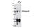 Phosphoinositide-3-Kinase Regulatory Subunit 5 antibody, 5569S, Cell Signaling Technology, Western Blot image 