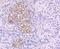 Nuclear Factor Of Activated T Cells 1 antibody, NBP2-66973, Novus Biologicals, Immunohistochemistry paraffin image 