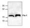 Fission, Mitochondrial 1 antibody, ALX-210-1037-0100, Enzo Life Sciences, Western Blot image 