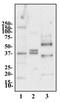 Adiponectin, C1Q And Collagen Domain Containing antibody, NB100-65810, Novus Biologicals, Western Blot image 