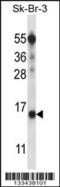 Basic Transcription Factor 3 Like 4 antibody, 57-190, ProSci, Western Blot image 