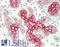 SH3 And Multiple Ankyrin Repeat Domains 2 antibody, LS-B14703, Lifespan Biosciences, Immunohistochemistry paraffin image 