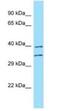 Fucosyltransferase 3 (Lewis Blood Group) antibody, NBP1-98488, Novus Biologicals, Western Blot image 