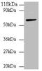 Annexin A6 antibody, A53041-100, Epigentek, Western Blot image 