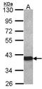 Oligodendrocyte Myelin Glycoprotein antibody, orb69949, Biorbyt, Western Blot image 