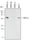Protein Kinase CAMP-Activated Catalytic Subunit Alpha antibody, AF4268, R&D Systems, Western Blot image 