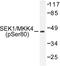 Mitogen-Activated Protein Kinase Kinase 4 antibody, LS-C177947, Lifespan Biosciences, Western Blot image 