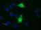 Aminoacylproline aminopeptidase antibody, TA501383, Origene, Immunofluorescence image 