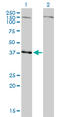 Necdin, MAGE Family Member antibody, LS-B6103, Lifespan Biosciences, Western Blot image 