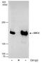 Structural Maintenance Of Chromosomes 4 antibody, PA5-78309, Invitrogen Antibodies, Immunoprecipitation image 