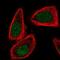 Cullin 2 antibody, NBP1-87544, Novus Biologicals, Immunofluorescence image 