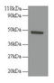 RELT TNF Receptor antibody, CSB-PA08179A0Rb, Cusabio, Western Blot image 