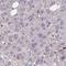 Prolyl Endopeptidase Like antibody, HPA063238, Atlas Antibodies, Immunohistochemistry paraffin image 