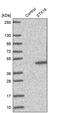 Syntaxin 16 antibody, PA5-59833, Invitrogen Antibodies, Western Blot image 