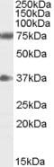 Neuregulin 3 antibody, MBS421521, MyBioSource, Western Blot image 