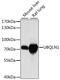Ubiquilin 1 antibody, GTX66380, GeneTex, Western Blot image 